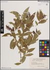 Foto von Salix excelsa S. G. Gmel.